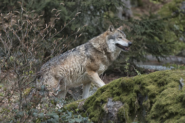 timber wolf