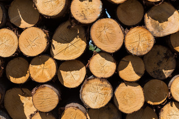 Freshly cut tree logs