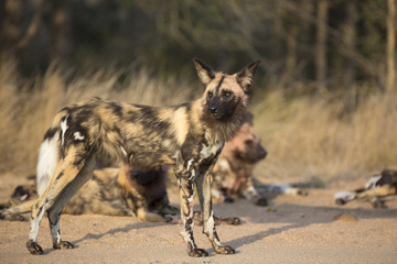 Fototapeta premium African wild dog portrait in it´s natural habitat