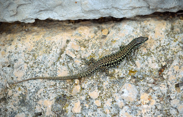 Dalmatian wall lizard (Podarcis melisellensis)  on wall