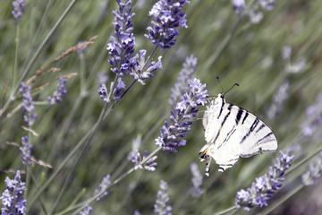 La farfalla vola sui fiori della lavanda