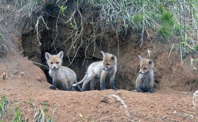 little furry young foxes