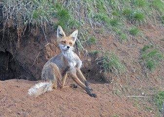 red Fox walks on a meadow in spring