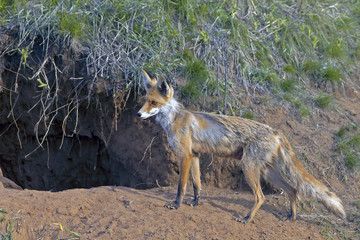 red Fox walks on a meadow in spring