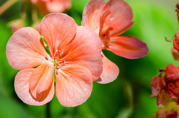 Beautiful muscat geraniums flower with green background in the garden. Selective focus. Close up.