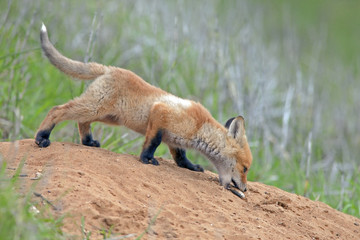 Naklejka na ściany i meble beautiful little furry Fox