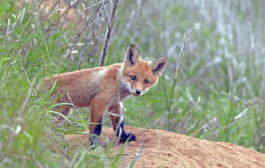 beautiful little furry Fox