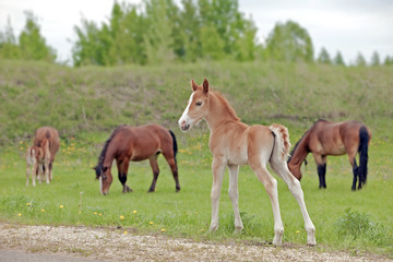 Fototapeta na wymiar the little foal in the meadow