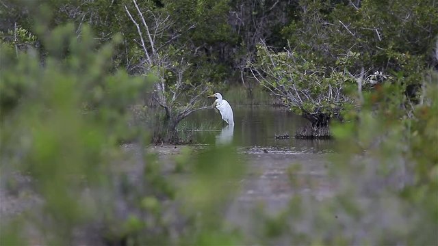 Snowy egret (Egretta thula) is a small white heron. Zapata reserve, Cuba