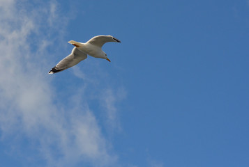 Flying gull
