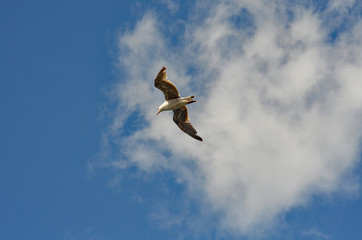 Flying gull