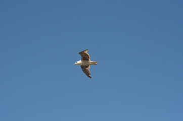 Flying gull