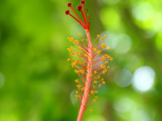 Hibiscus stalk