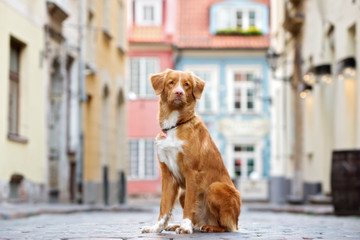 nova scotia duck tolling retriever dog posing in the city