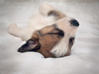Small cute puppy sleeping comfortably on the bed