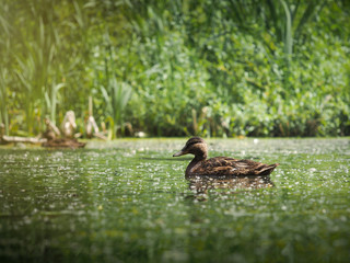 Duck swims. Green pond algae