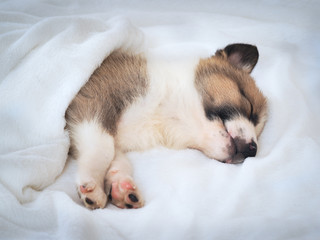 Small cute puppy sleeping comfortably on the bed