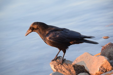 Krähe am Rhein 5