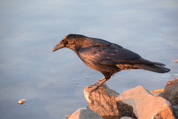 Krähe am Rhein 4