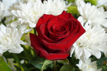 Bright red rose and white daisies