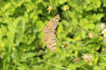 butterfly
