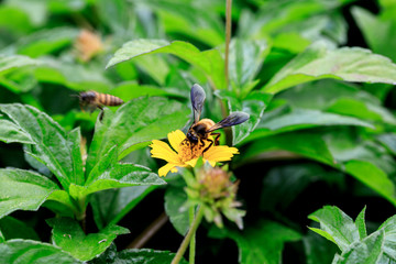 A beautiful bee on yellow flower with Nature background