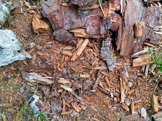 Tree bark