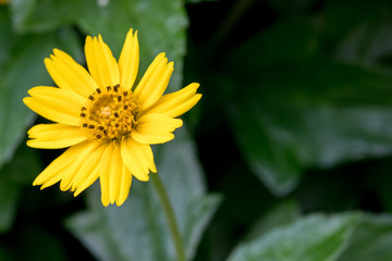 Yellow flower, natural summer background