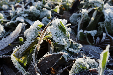 Pflanzen und Blaetter mit Raureif und Eiskristallen, Plants and leaves with hoarfrost and ice...