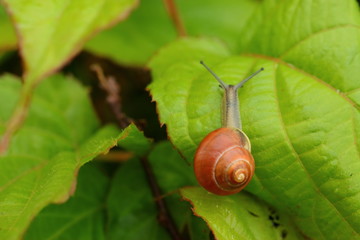Snail