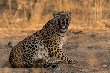 An Angry Leopard