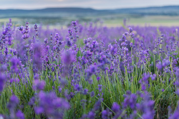 Fototapeta premium Lavender Flowers