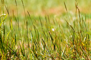 green background wild field with spikelets
