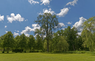 Fototapeta na wymiar Trees in the park summer season against the blue sky