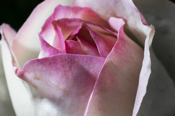 pink bud of rose