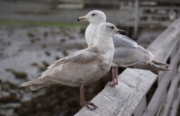 Seattle Sea Gulls