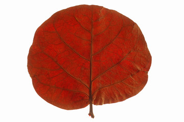 rundes rotbraunes Blatt im Durchlicht