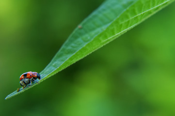 Ladybird On Green Leaf