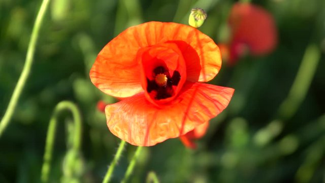 wild poppy flower in a field on a sunny day 
