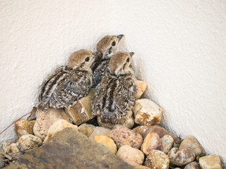 baby red-legged partridge chicks
