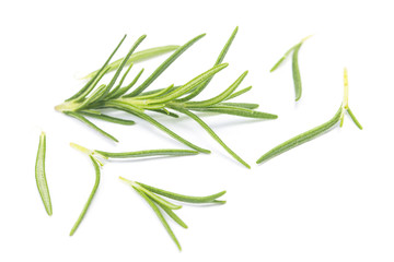 Fototapeta premium Rosemary