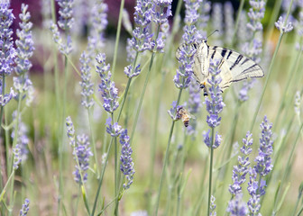 La farfalla e l'ape tra i fiori della lavanda