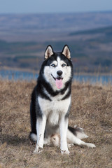Black and white Siberian husky sitting in the dry grass