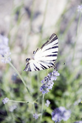 Il macaone,bella farfalla bianca e nera,si posa  sul fiore della lavanda per succhiarne il nettare.