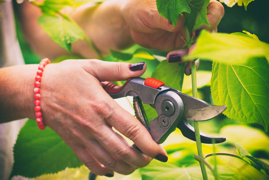 Woman Cut A Bouquet Of Flowers White Hydrangeas With Pruning Scissors