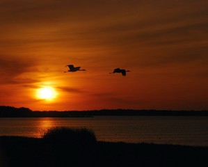Fototapeta na wymiar Sunset Sandhill Cranes