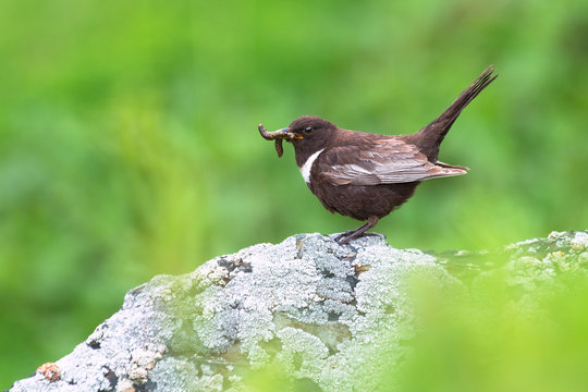 Ring ouzel (Turdus torquatus). Caucasus, Georgia