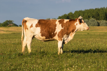 Cow on the meadow