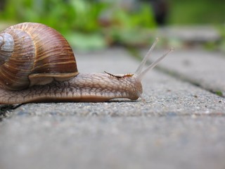 Weinbergschnecke auf Gehweg