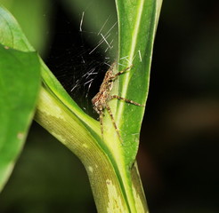 jumping spider